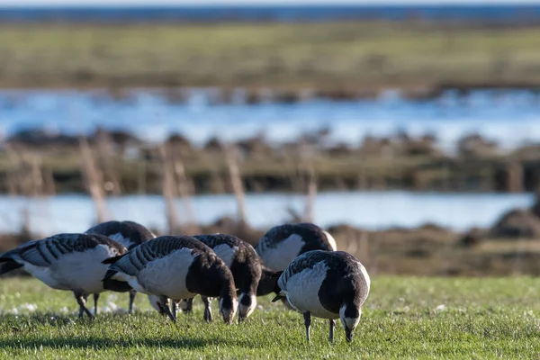 Schwarm mit grasenden Seegränsen — Stockfoto