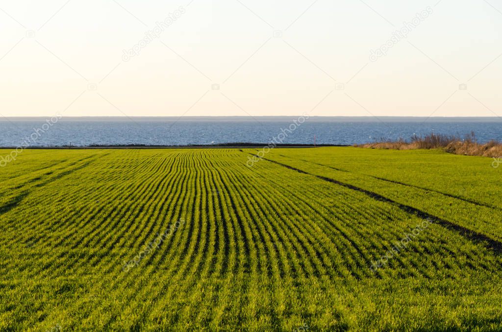 Rows in a green coastal cornfield 