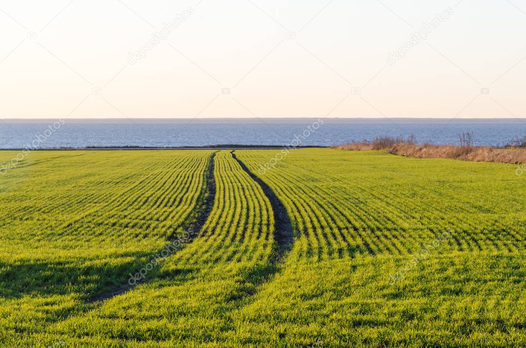 Tracks in a coastal cornfield