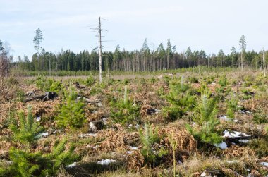 Güneşli çam ağacı fidanı ve ölü bir ağaç.