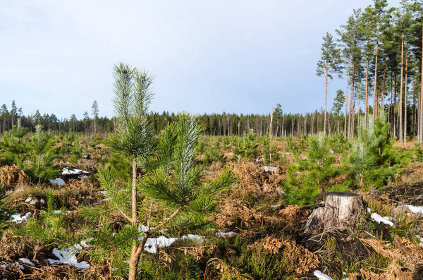 Pine tree plantation in the woods