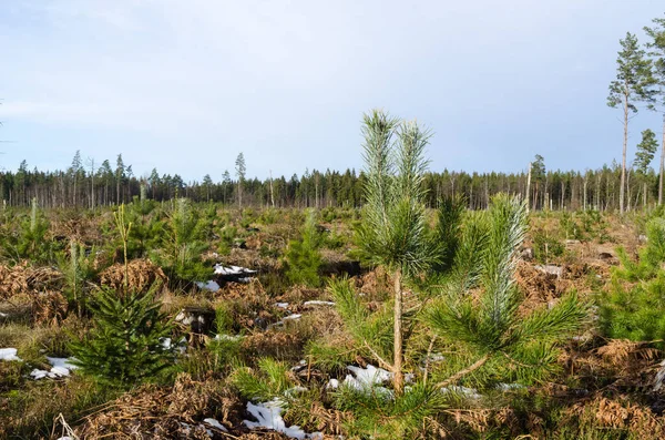 Growing pine tree plants by springtime