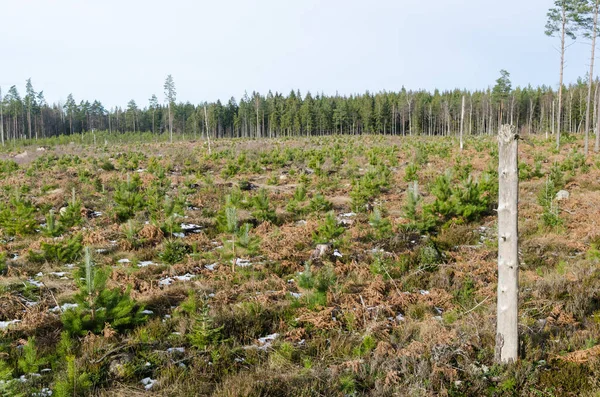 Haute souche à gauche dans une plantation de pins — Photo