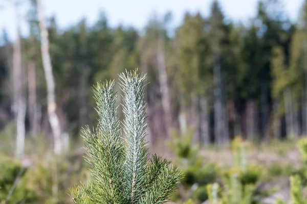 Tallplanta skyddad mot vilda djur — Stockfoto