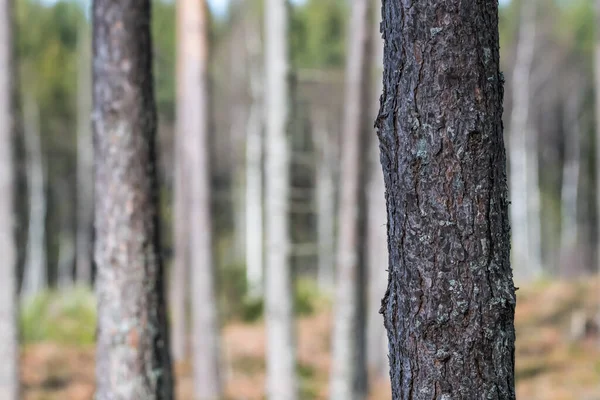 Pine tree trunk zbliżenie w jasnym lesie — Zdjęcie stockowe