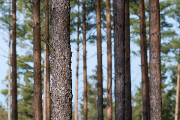 Un tronco di pino concentrato in una foresta luminosa — Foto Stock