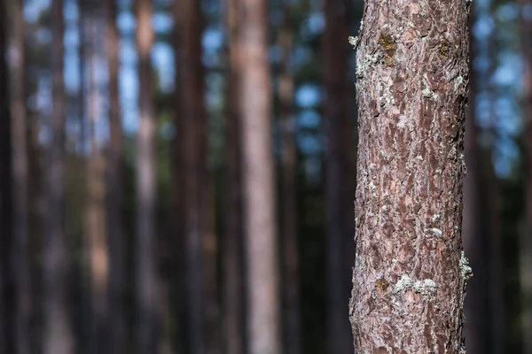 Crescente tronco di pino da vicino — Foto Stock