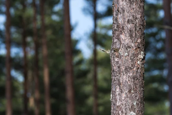 Tronco di pino da vicino con una foresta sullo sfondo — Foto Stock