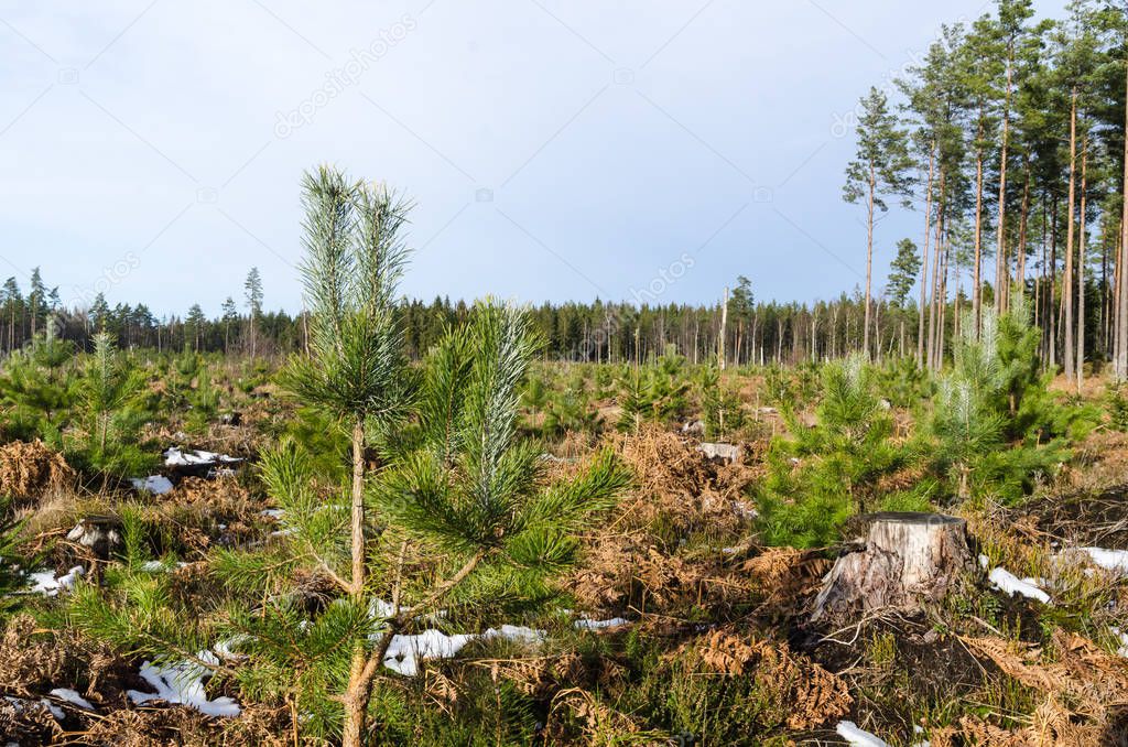 Pine tree plantation in the woods