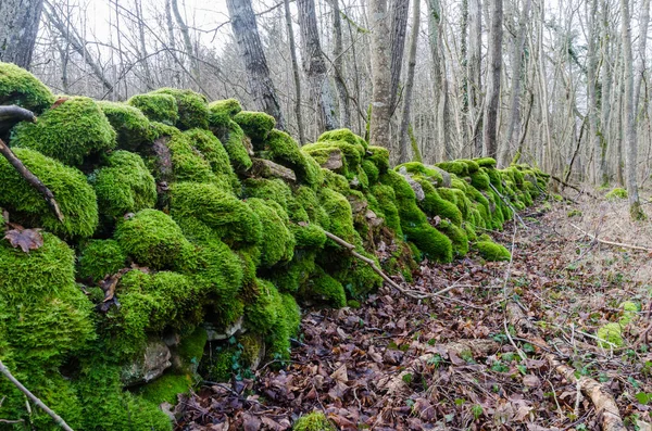 Beautiful green moss covered dry stone wall — Stockfoto