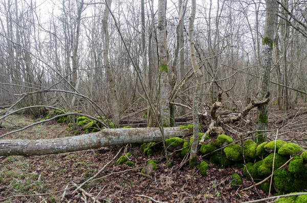 Deciduous forest with natural thinning in a nature reserve — Stockfoto