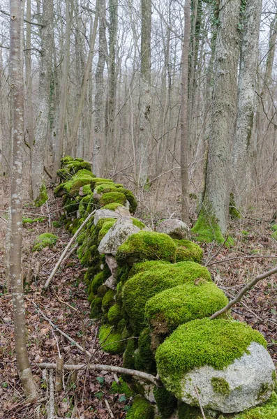 Old mossy dry stone wall in a grey forest — Stockfoto