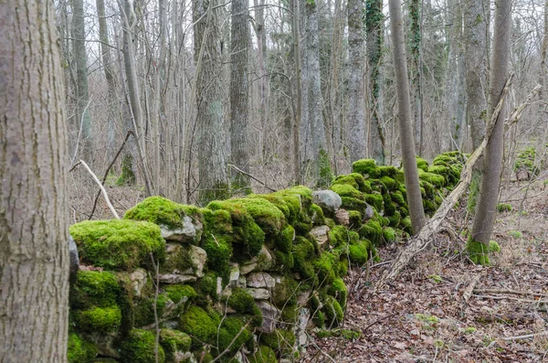 Old green moss covered dry stone wall in a forest — Stockfoto