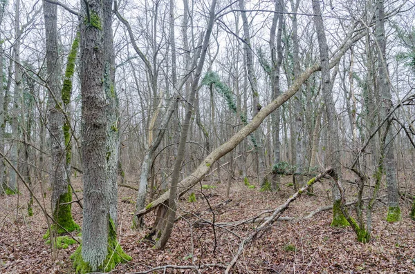 Нетронутый лиственный лес в шведском заповеднике на суше — стоковое фото