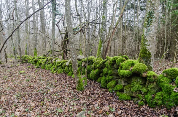 Bright deciduous forest with a  green moss covered dry stone wal — Stockfoto