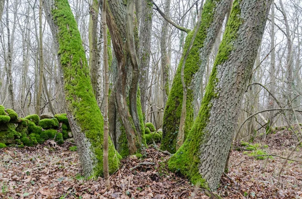 Група зі старими мохоподібними стовбурами дерев у заповіднику — стокове фото