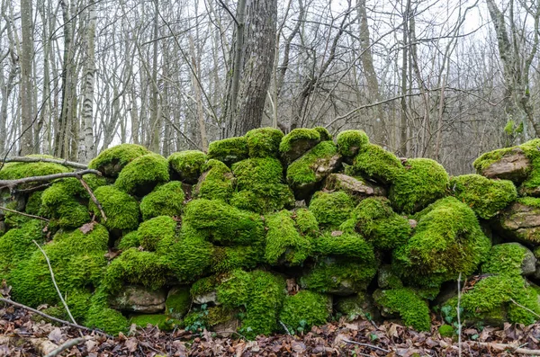 Ancient mossy green stonewall — Stockfoto