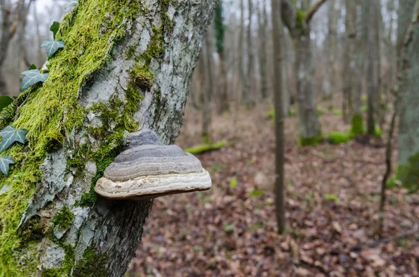 Tinder fungus growing on a mossy tree trunk 图库图片