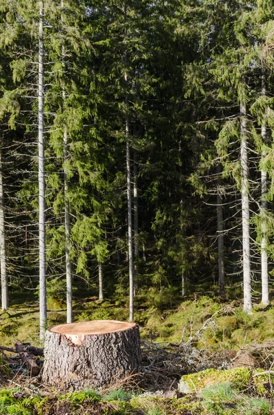 Trozo de árbol en un bosque de coníferas — Foto de Stock