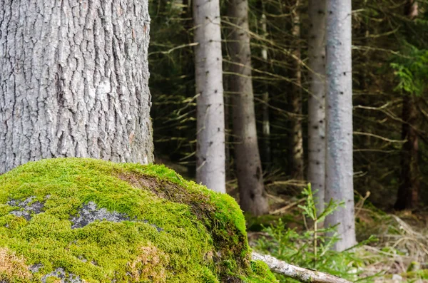 Mossy rock in the foret — Zdjęcie stockowe