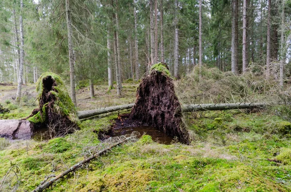 Uprooted trees in a coniferuous forest — Φωτογραφία Αρχείου