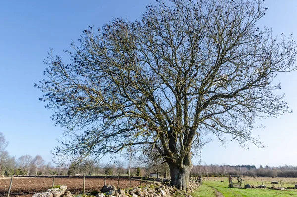 Wide Huge Bare Tree Rural Landscape Sweden — Stock Photo, Image