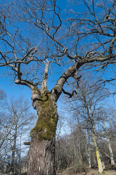 Old bare oak tree by a blue sky in the nature reserve Halltorps Hage in Sweden