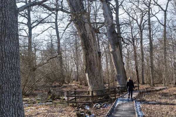 Passeggiata Ponte Pedonale Querce Secolari Protette Nella Riserva Naturale Svedese — Foto Stock