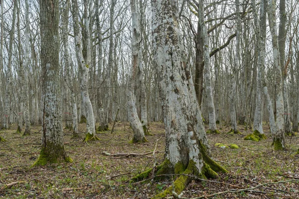 Old Mystery Hornbeam Forest Swedish Nature Reserve Halltorps Hage Island — Stock Photo, Image