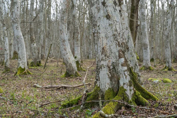 Старе Дерево Мохоподібним Коренем Таємничому Лісі — стокове фото
