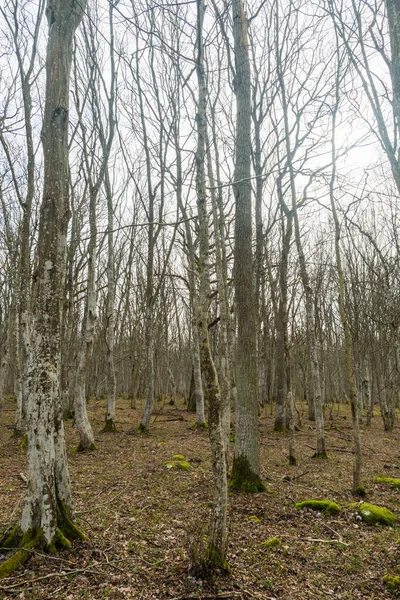 Skogsmark Med Hornbeams Träd Naturreservatet Halltorps Hage — Stockfoto