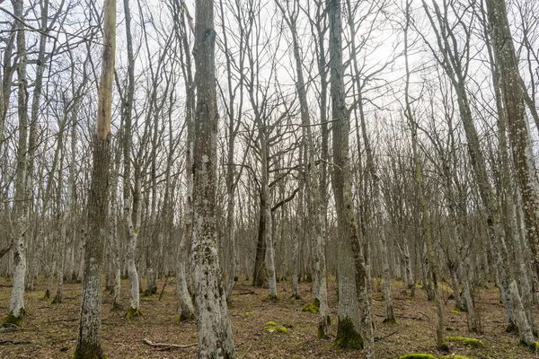 Hornbeams Skog Tidigt Våren — Stockfoto