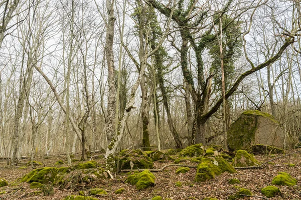 Forêt Feuillus Moussus Rocheux Lumineux — Photo