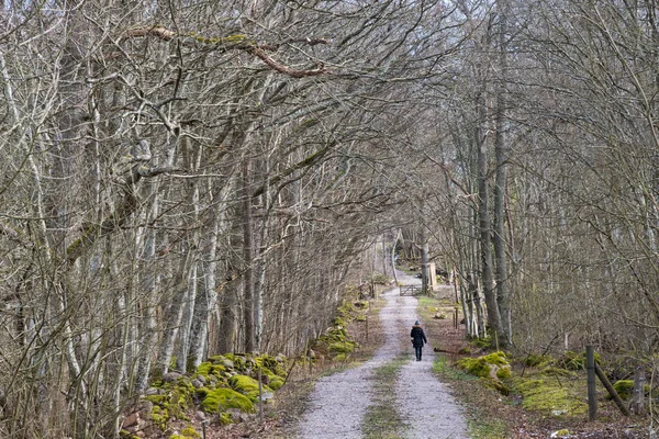 Camine Por Camino Tierra Bosque Brillante Principios Primavera — Foto de Stock