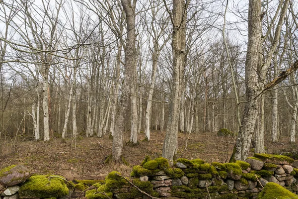 Vieux Mur Pierre Sèche Moussue Dans Une Forêt Charme Dans — Photo