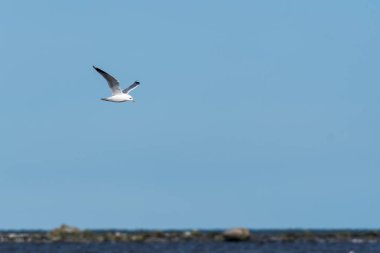 Martı mavi gökyüzünün kıyısında uçuyor.