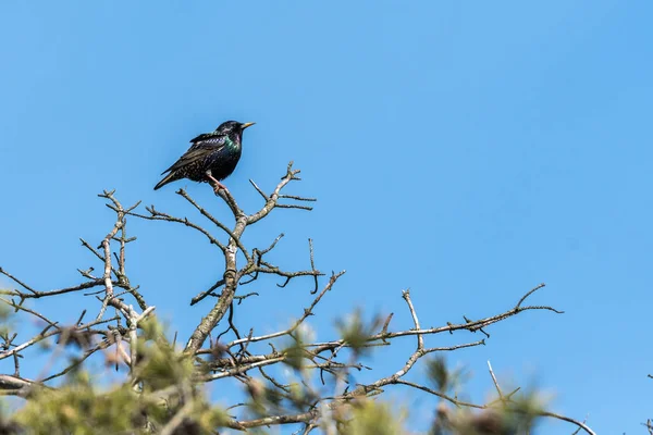 Starling Egy Tetején Egy Gyönyörű Tavaszi Jel — Stock Fotó