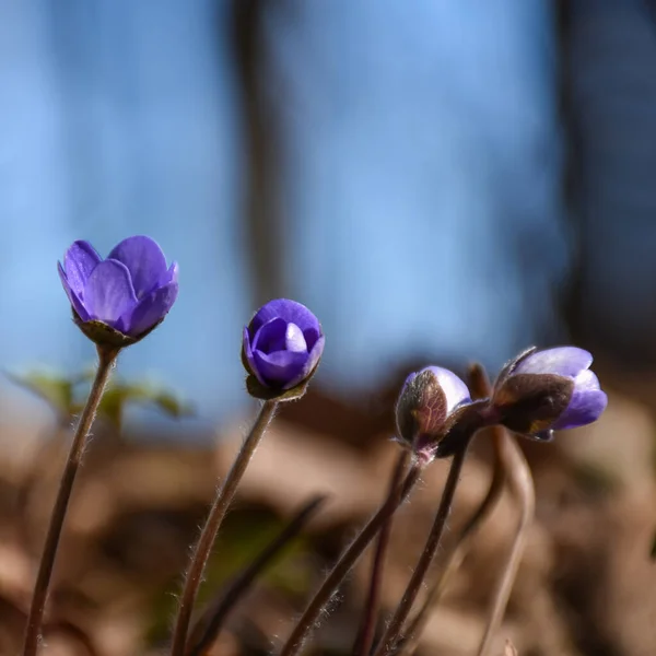 Blauwe Anemonen Beginnen Net Bloeien Lentezon — Stockfoto