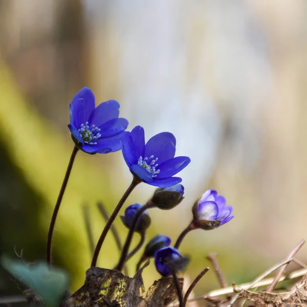 Blue Hepatica Flowers Just Started Bloom Sunlit Background — Stock Photo, Image