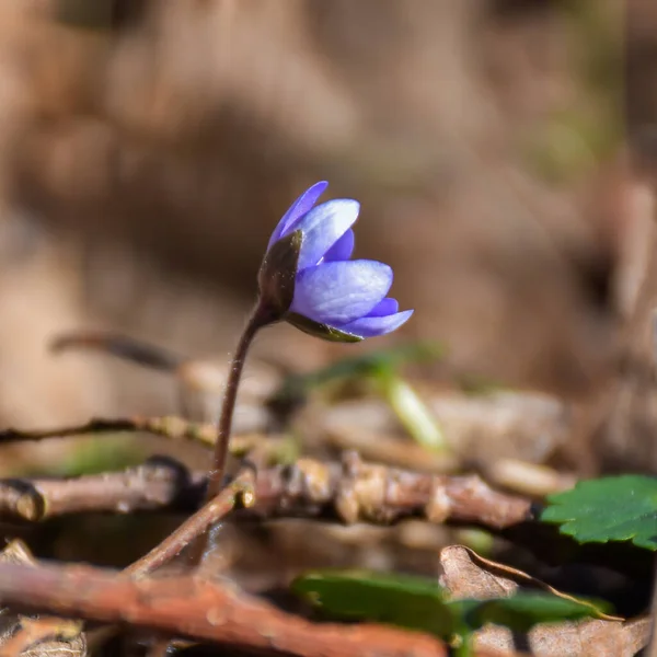 Zonneverlichte Hepatica Bloem Net Begonnen Bloeien — Stockfoto