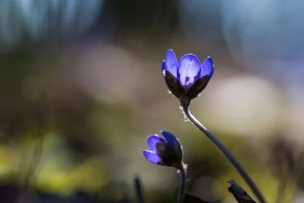 Beautiful Blue Anemones Backlight Early Spring Sign — Stock Photo, Image