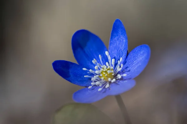 Growing Sunlit Blue Anemone Flower Head Close — Stock Photo, Image