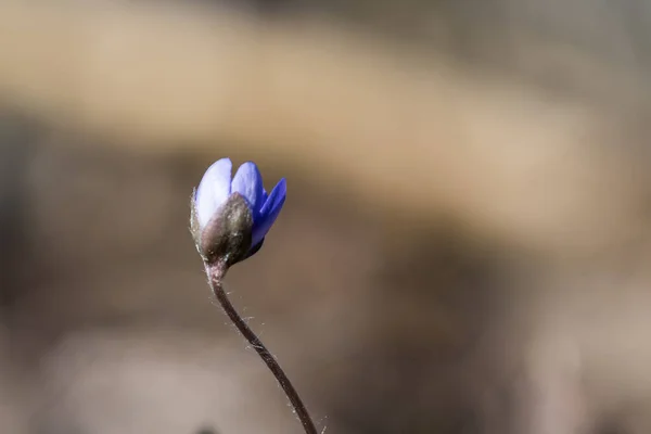 Blue Anemone Bud Close Spring Sunshine — стоковое фото
