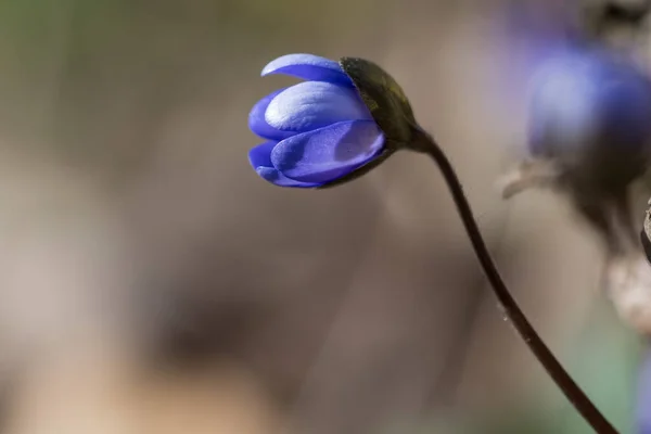 Nieuwe Blauwe Anemoon Bloem Begint Bloeien — Stockfoto