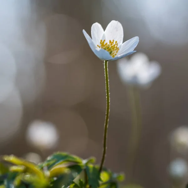 Mooie Bloesem Hout Anemoon Bloem Kop Close — Stockfoto