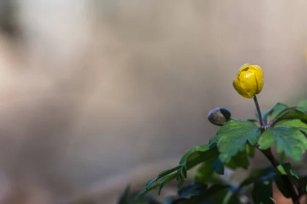 말미잘의 꽃봉오리가 가까이 — 스톡 사진