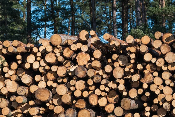 松林の中の丸太に積んだ木質バイオマス — ストック写真