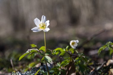 Sunlit Wood Anemone düşük açılı görüntüde kapat