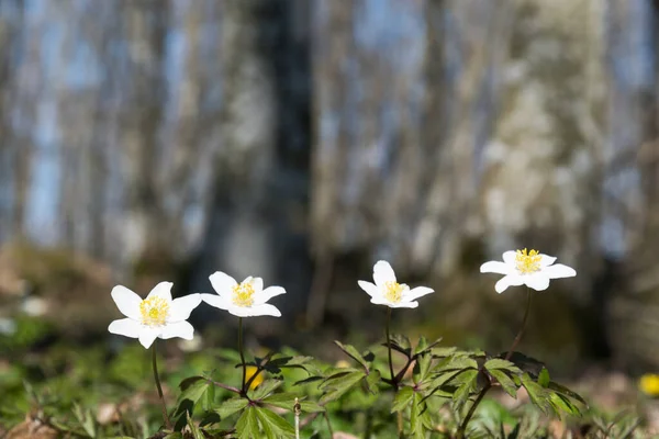 Wood Anemones Close Low Angle Image — Stock Photo, Image