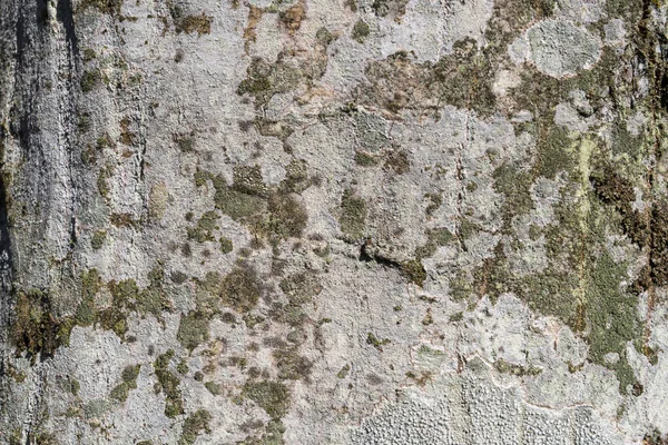 Immagine Sfondo Ruvida Corteccia Albero Carpino Comune — Foto Stock